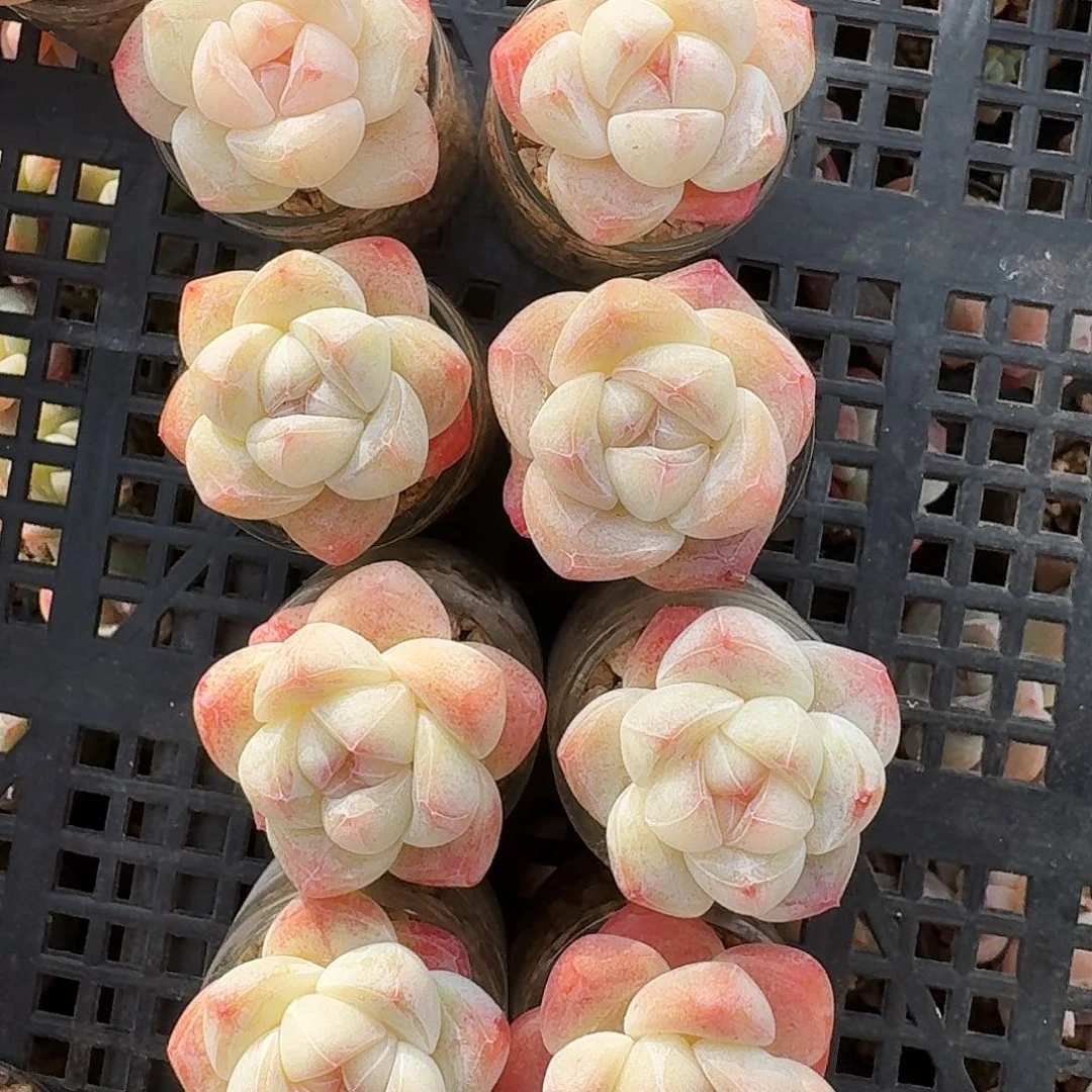 冰玉单头顶呱呱的肥