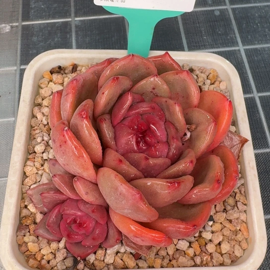 从前慢花园精选0112-15