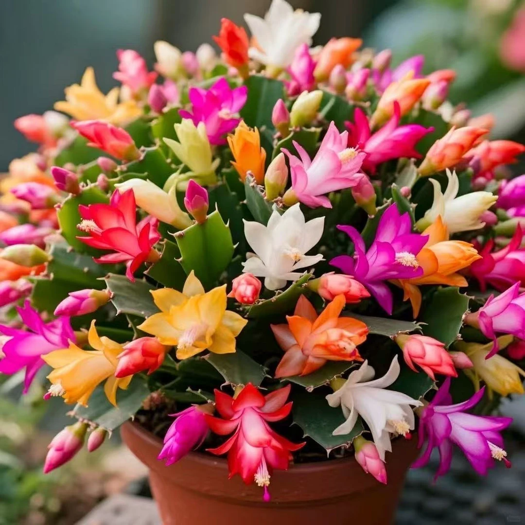 【多色】蟹爪兰盆栽带花苞发货室内阳台办公室花卉绿植好养