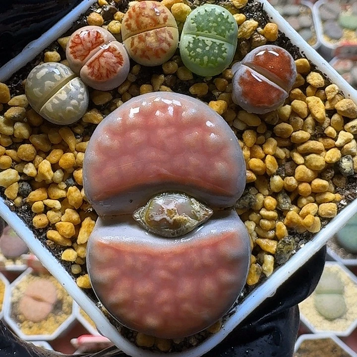 生石花1111222。   158