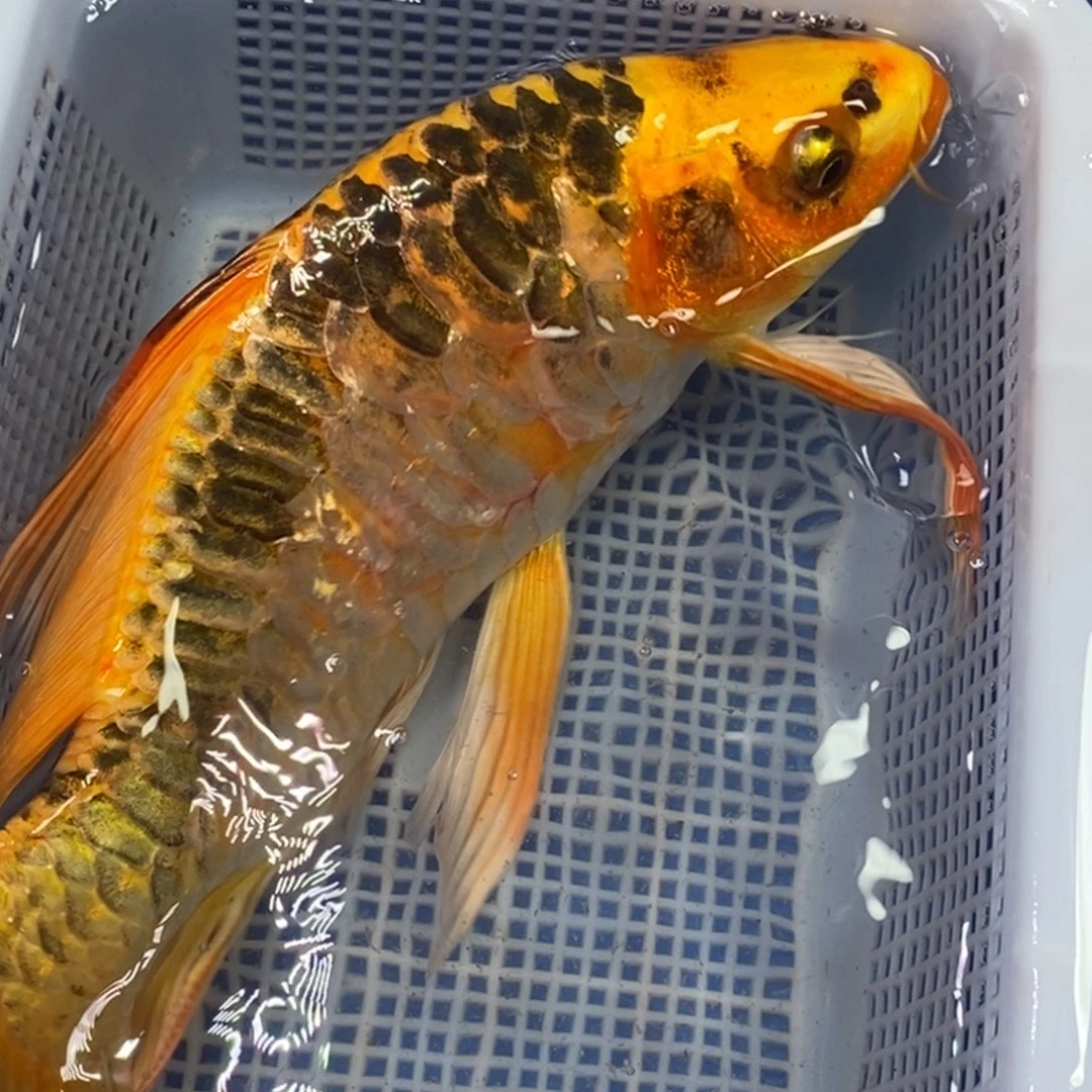 锦鲤冷水锦鲤包邮