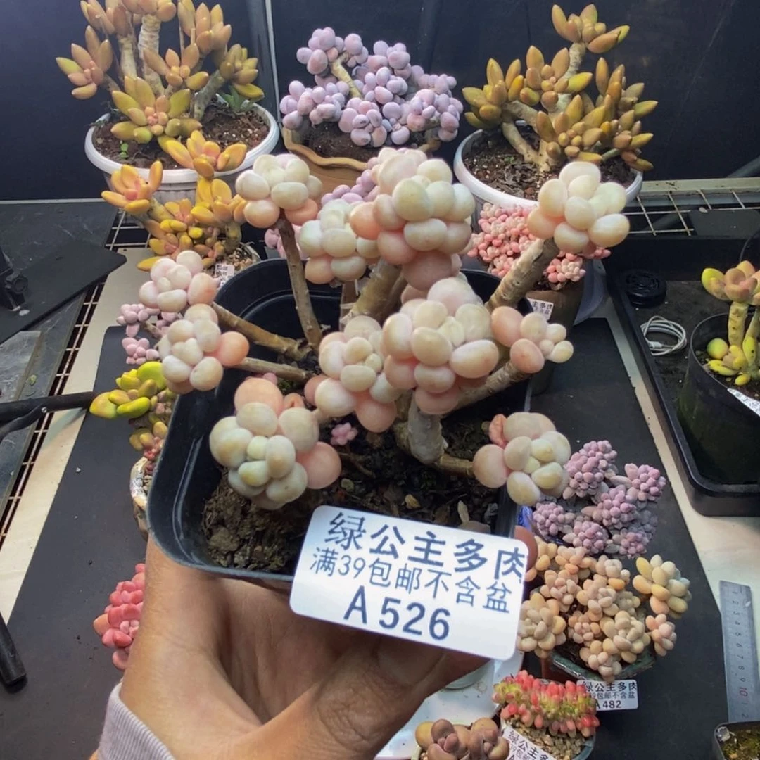 526花朵鱼子酱多肉7c m