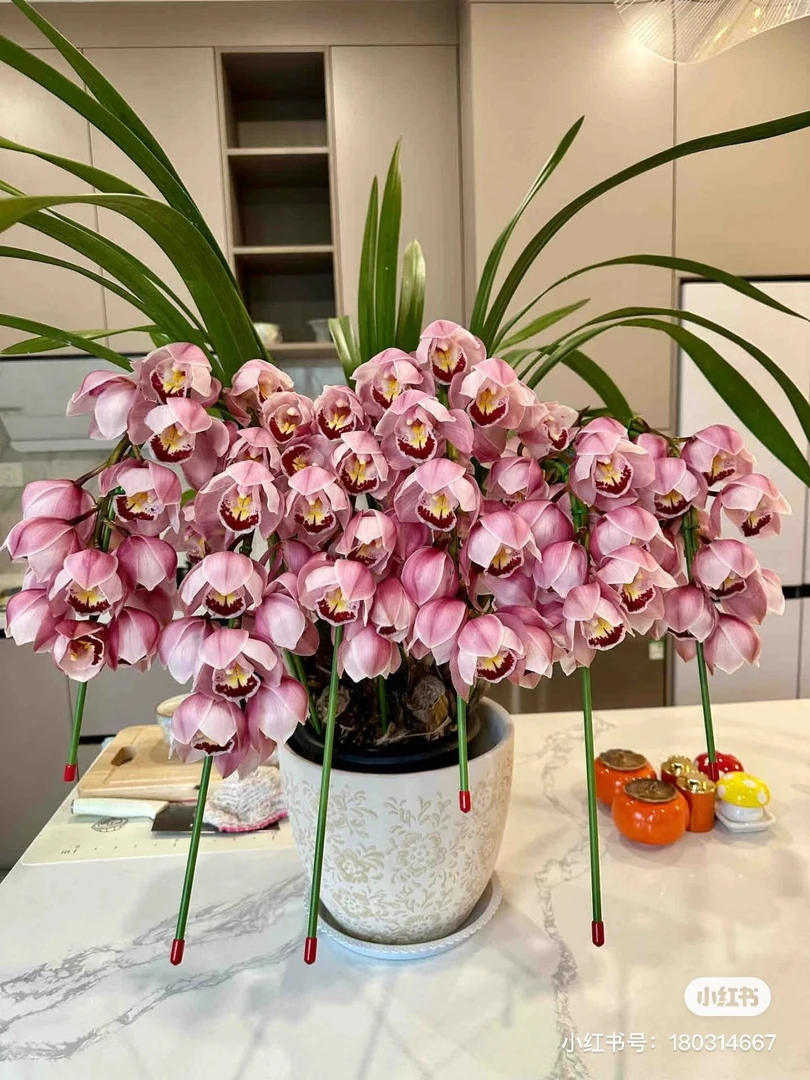 福星拱兰嵩明基地直发顺丰包邮