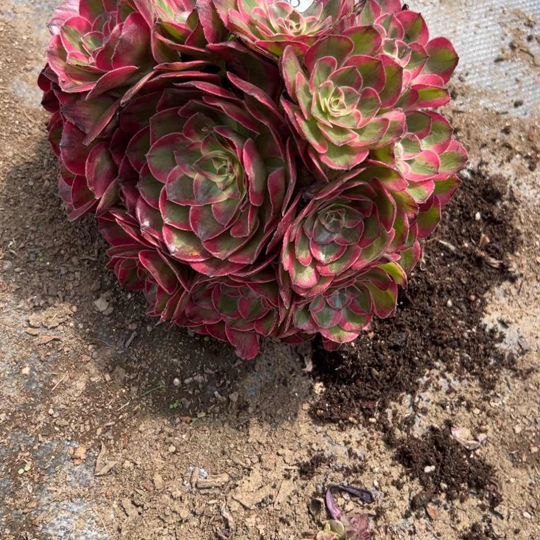 用****06551赤子心无根多肉多肉