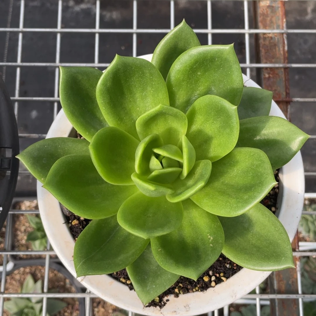 多肉植物多肉植物2717