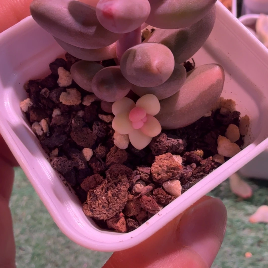 @***8红手指锦多肉锦植物