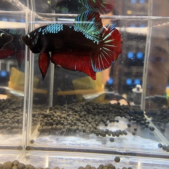 蜻***长斗鱼黑101号巨斗将军