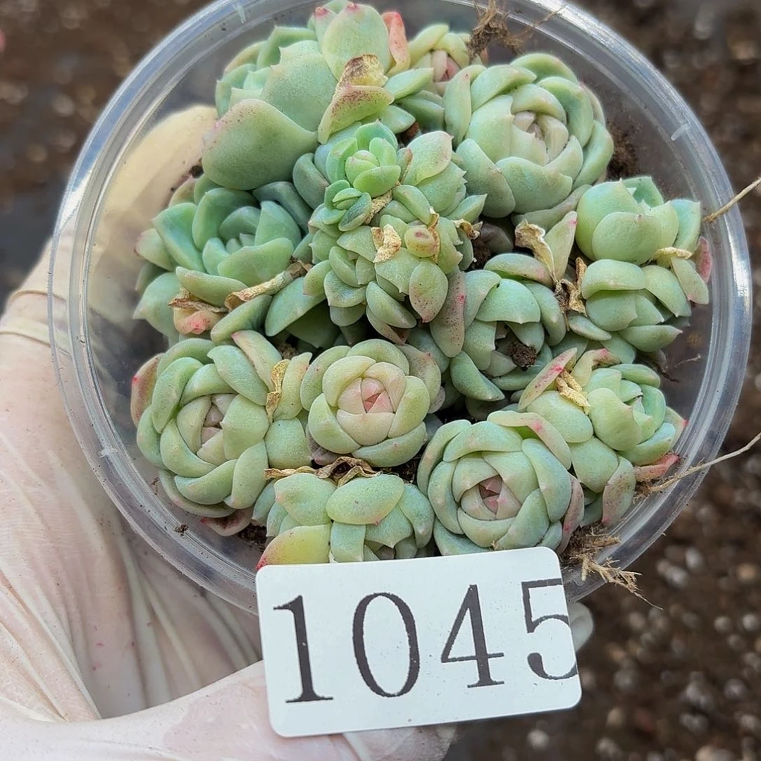 多肉植物多肉植物1045