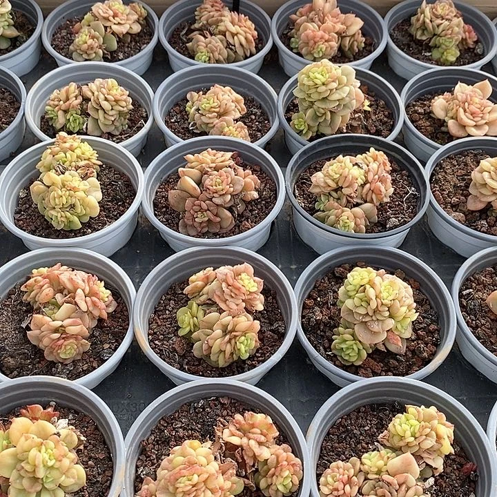 102腊牡丹锦 群生福利多多