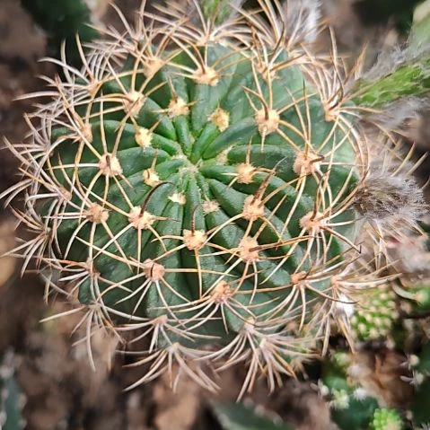 夜离侧芽10CM特！！！