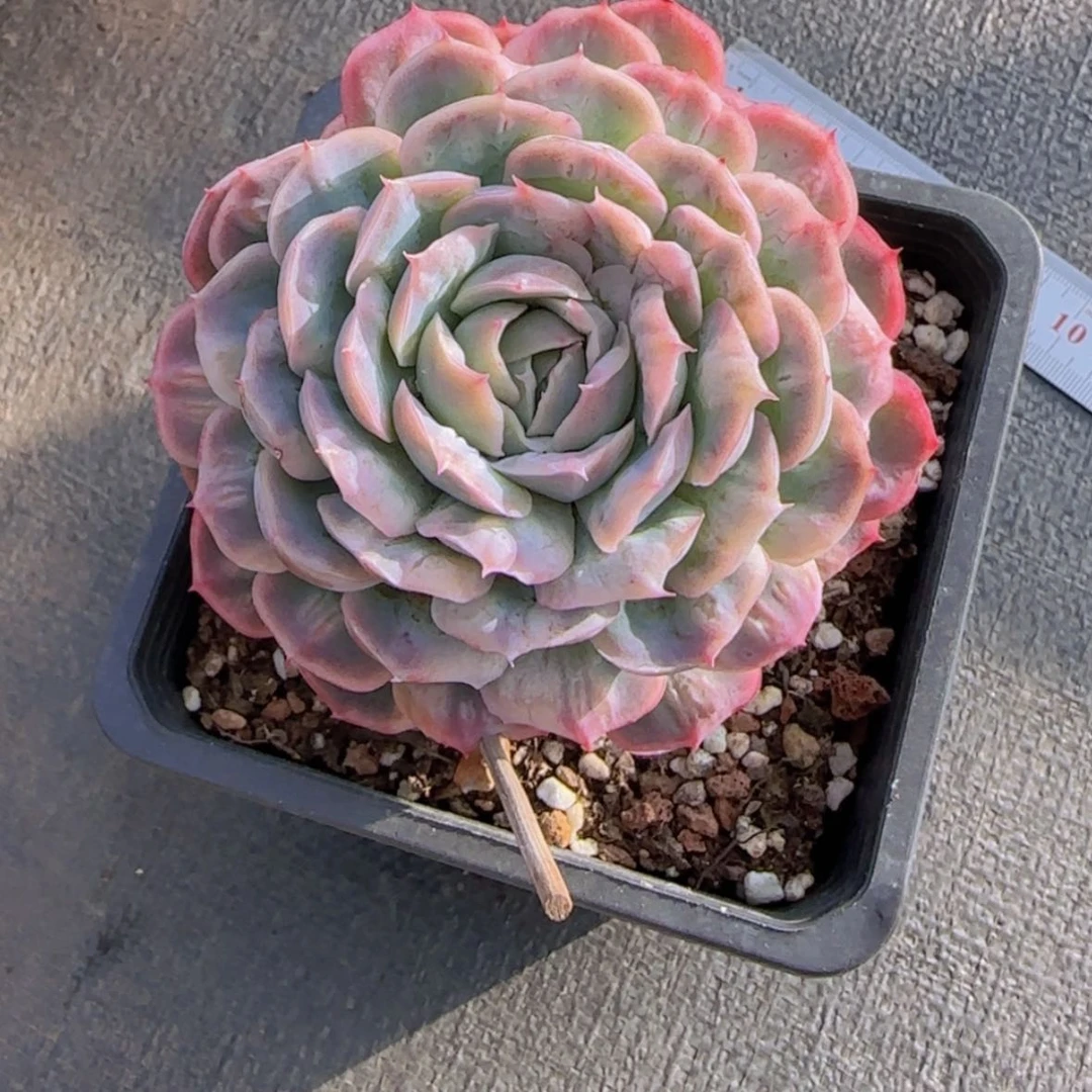 【闪购商品】泡泡纱裙19.9