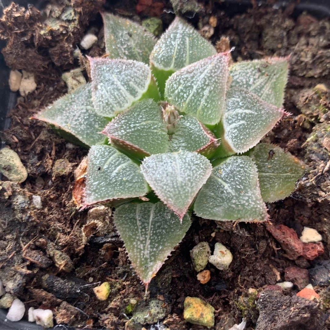 海花寿一物一拍带盆