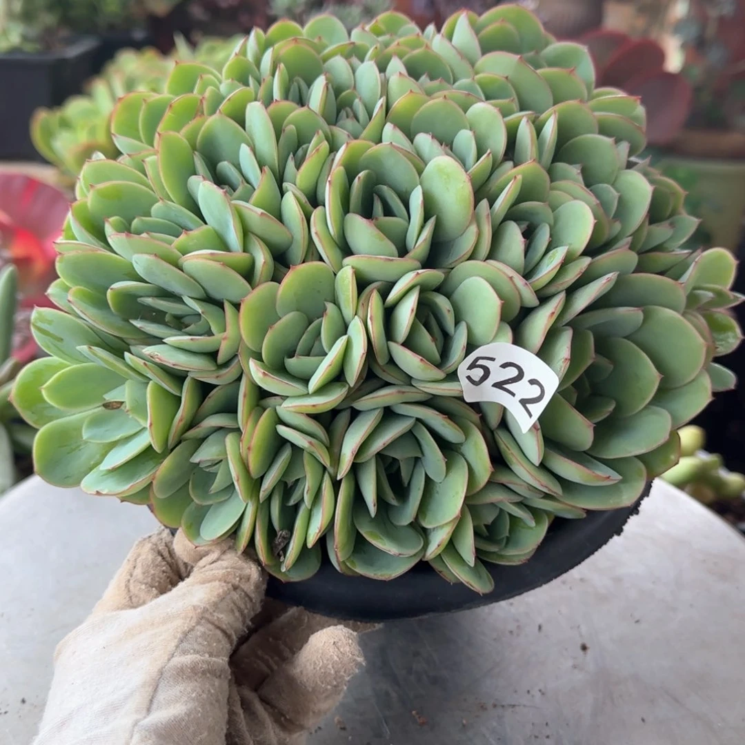 522号 一物一拍 牡丹亭