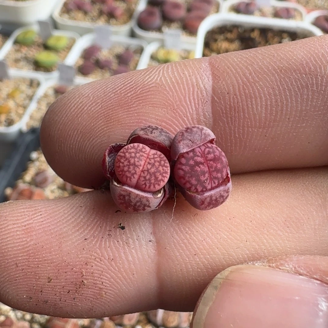 小**儿G269恶魔果实紫日轮一年