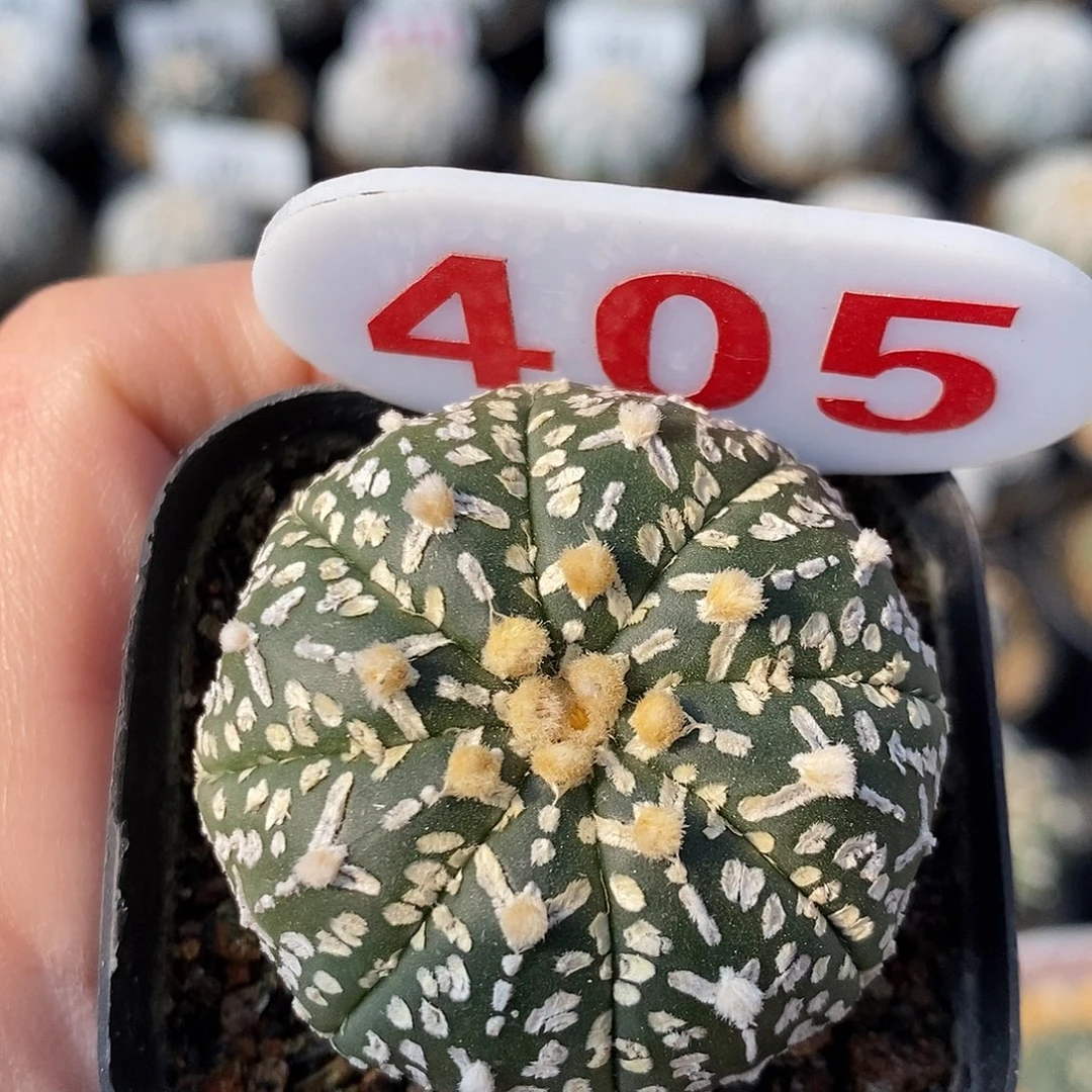 405v兜特价福利来袭