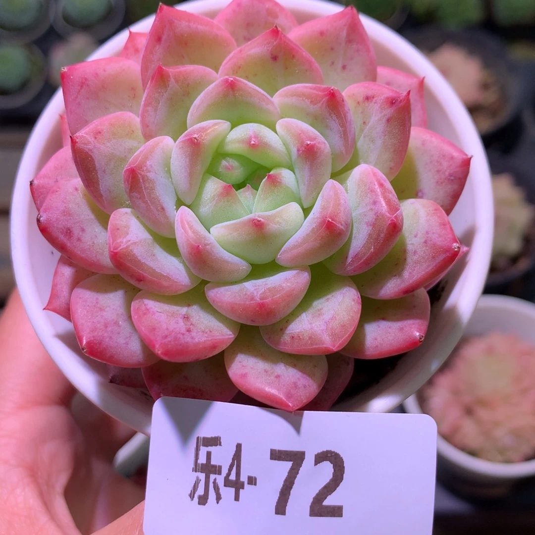 乐然 4-72 新品单头