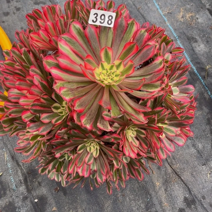 398老庄多肉法师红彤超白