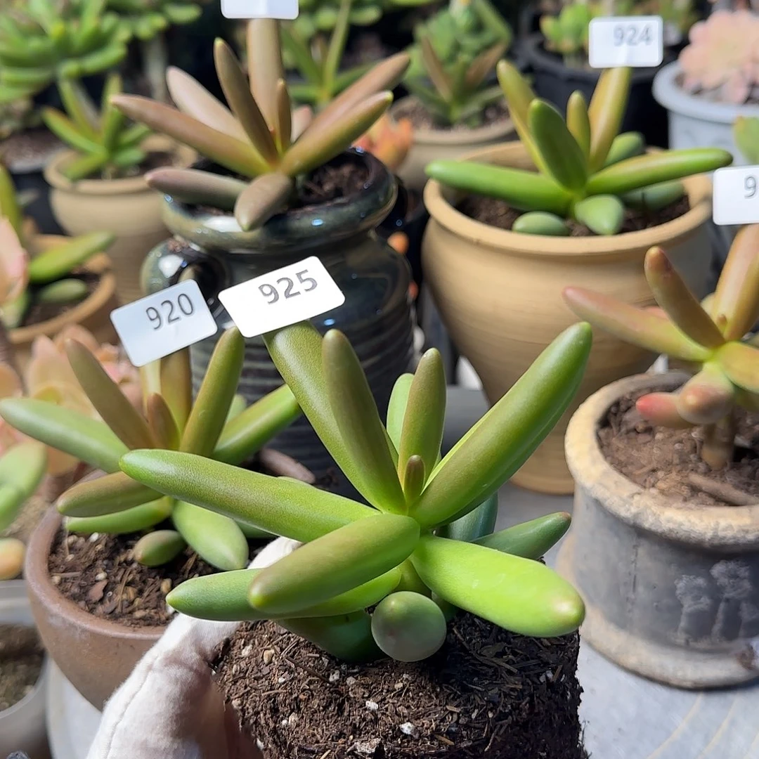 渿925号 一物一拍