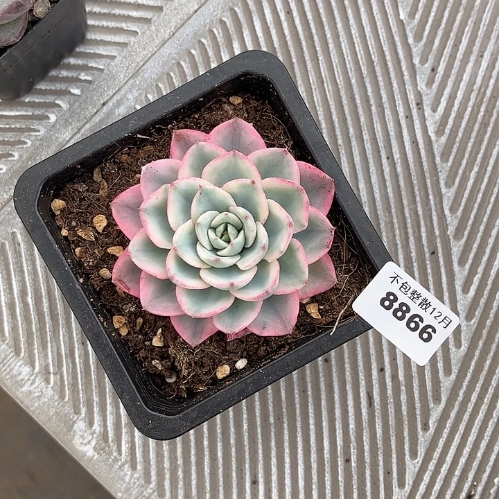 阿雅园艺。       8866奶油黄桃