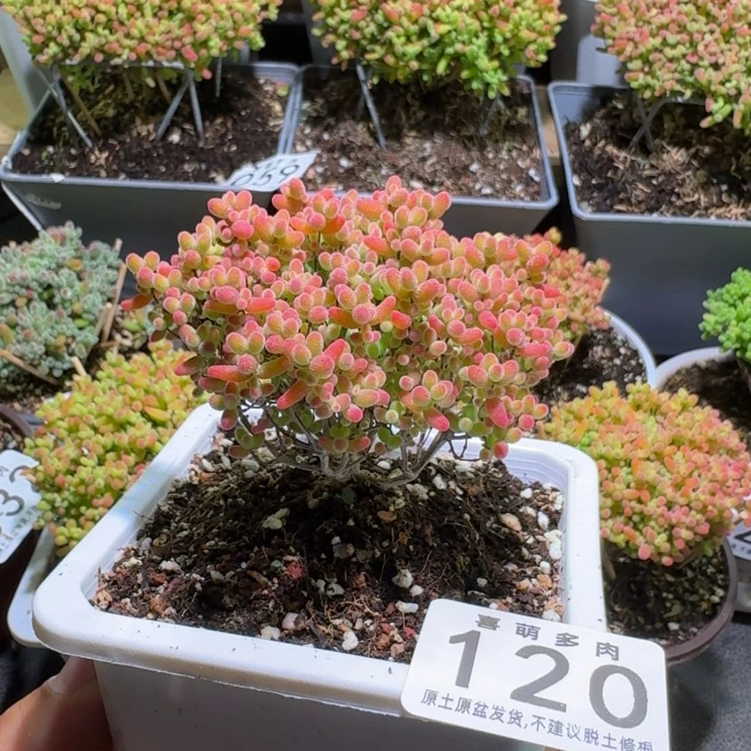 枝干番杏蜜橘糖球120