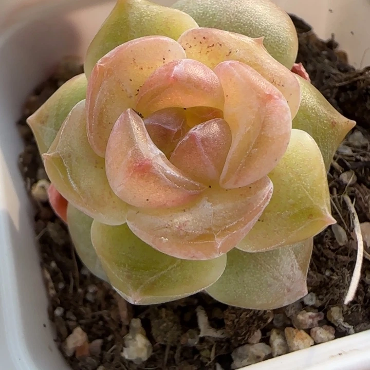 3 绝绝子多肉一棵