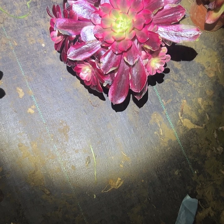 多肉法师植物链接247