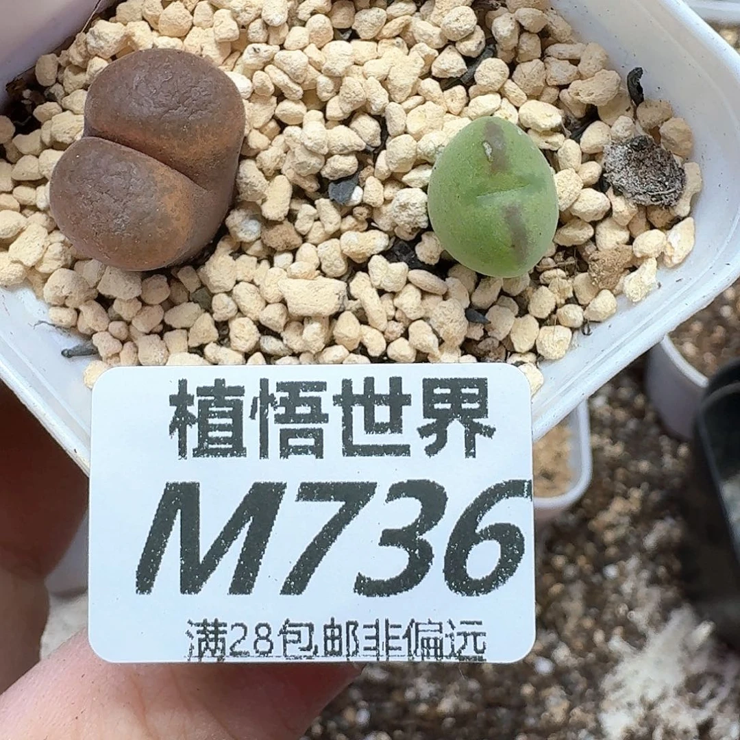 多肉植物的润泽wr
