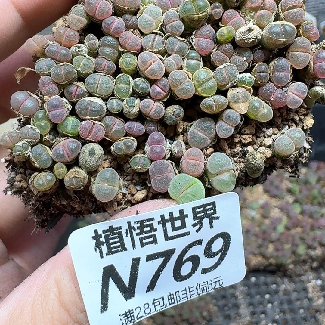 多肉植物的润泽法v