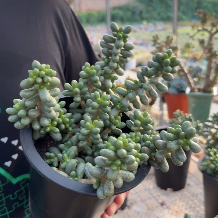 绿龟卵整装整群老桩