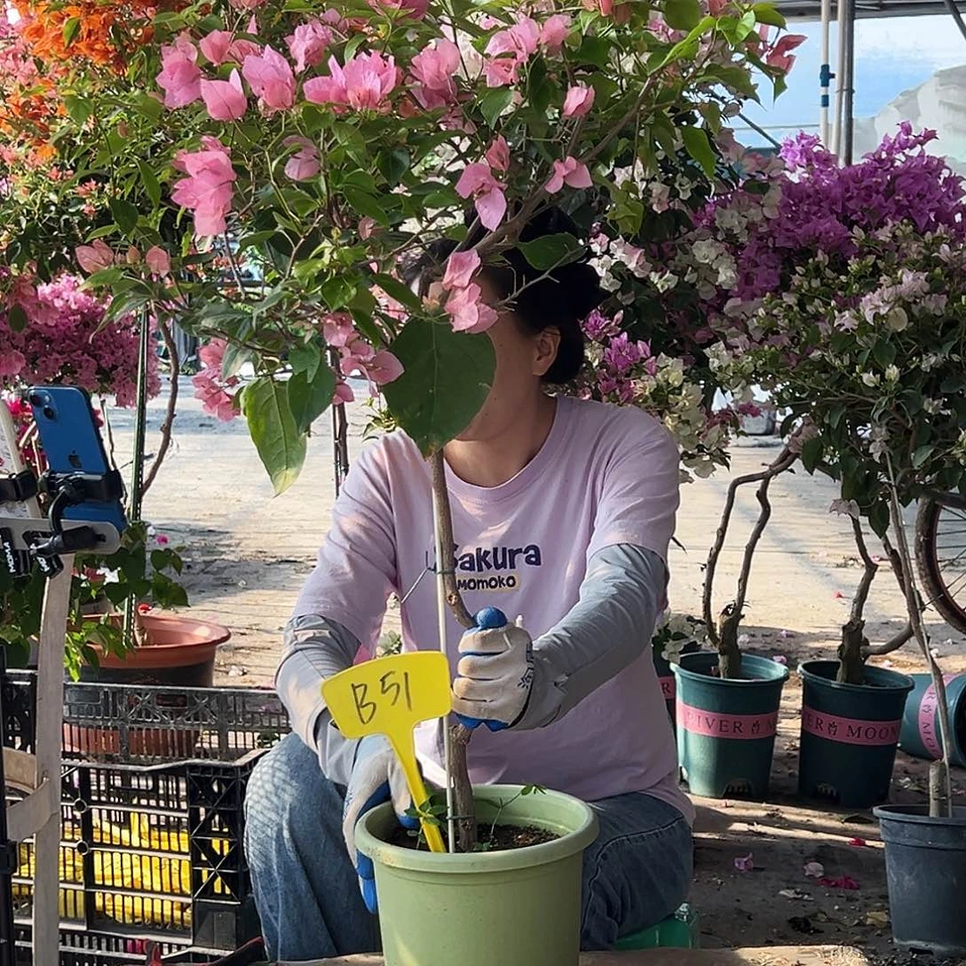 九***兮大部分花苞少量开放B51橙粉