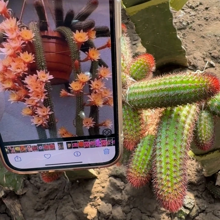 228垂吊金妞无根侧牙6公分左右3个