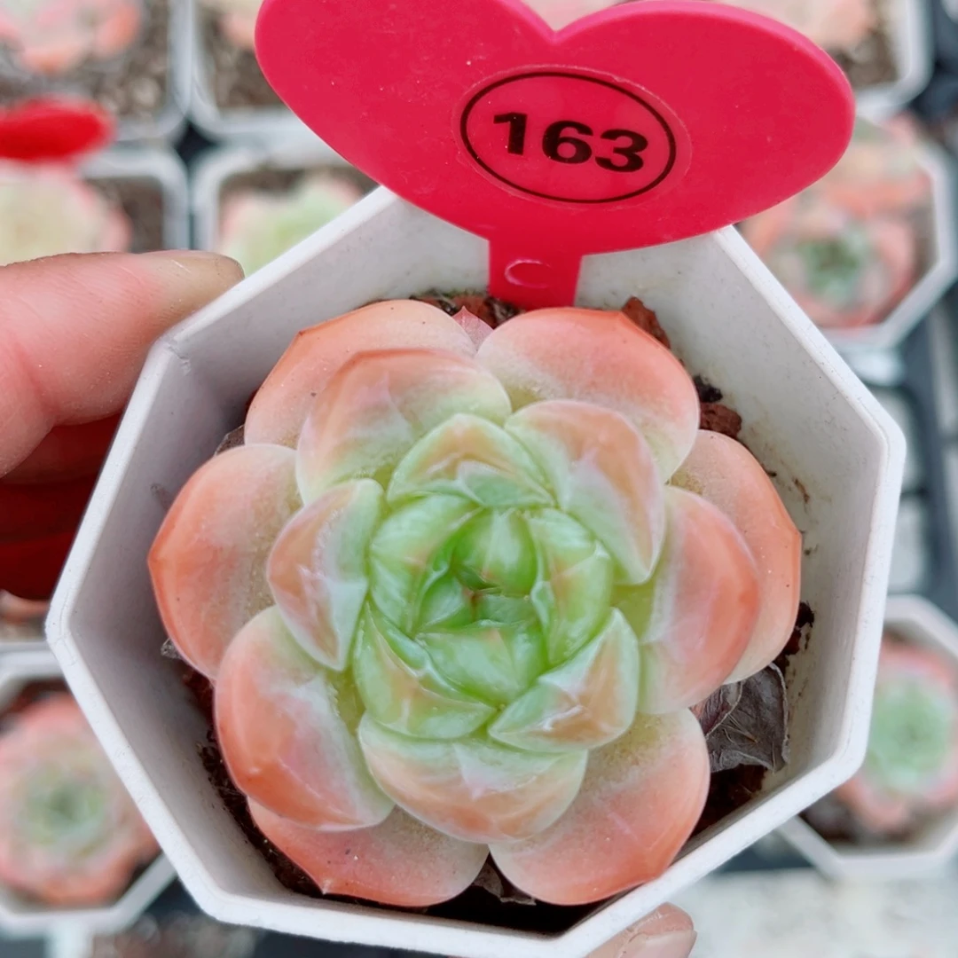 163号老桩糖心群3头