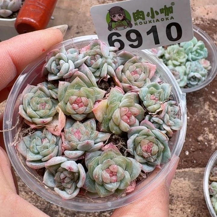 多肉植物多肉植物