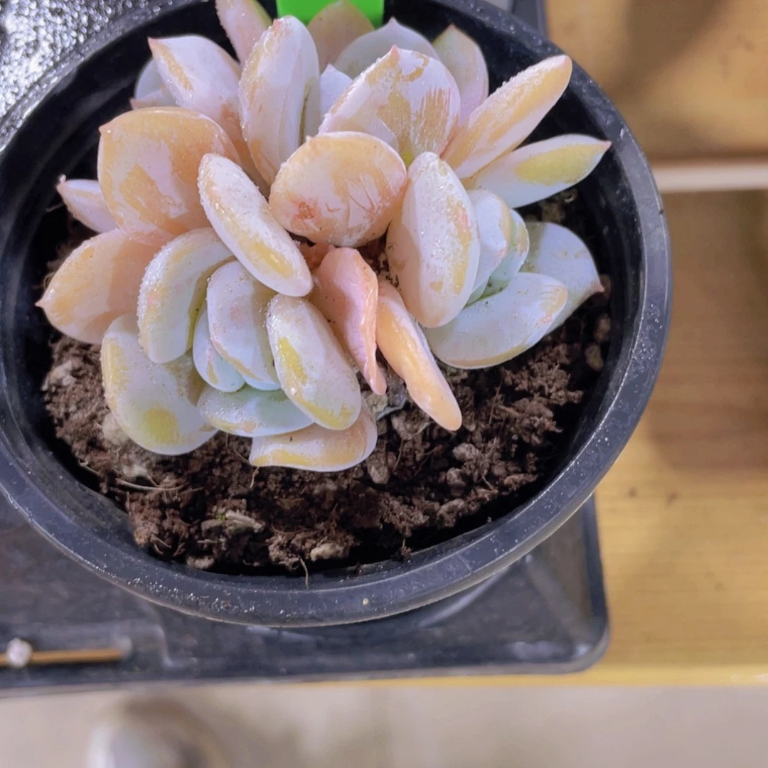 24号 多头精品雪茶群