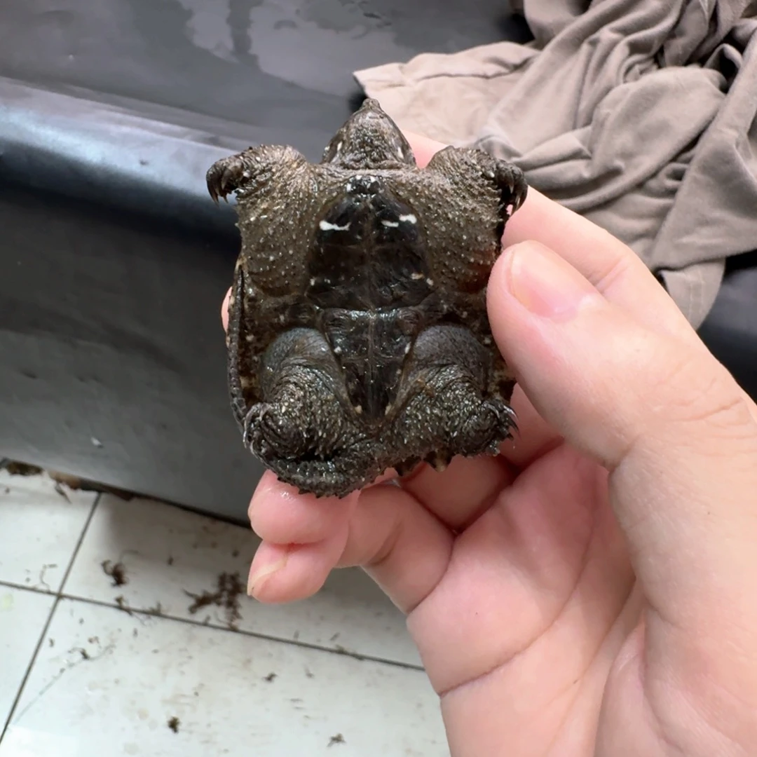 小鳄龟不分公母444