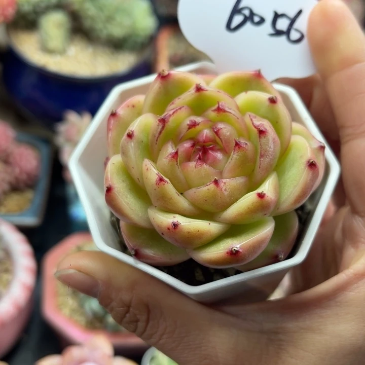 玉蕊珍妮单头6056