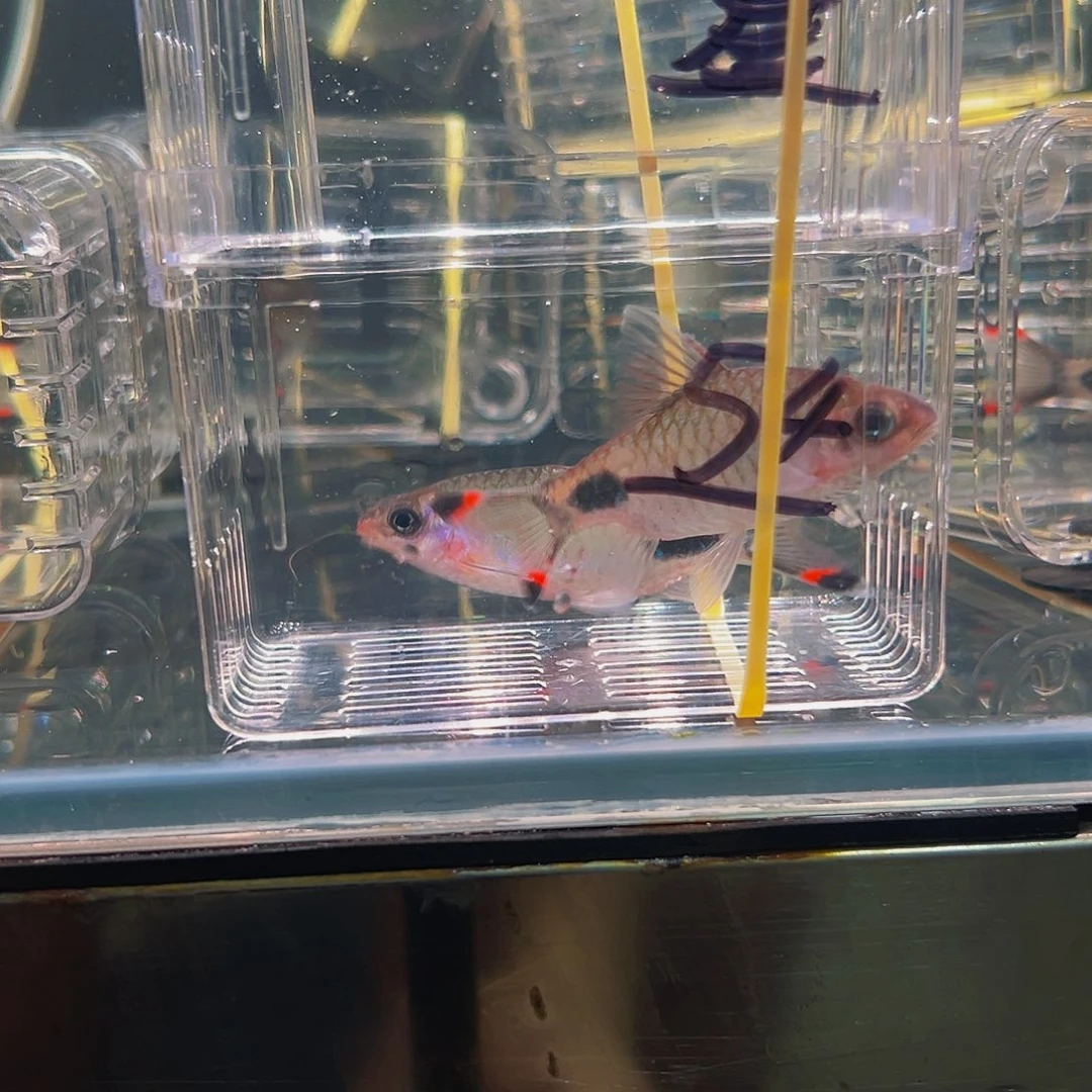 工具鱼黑影鱼鱼鱼鱼鱼54