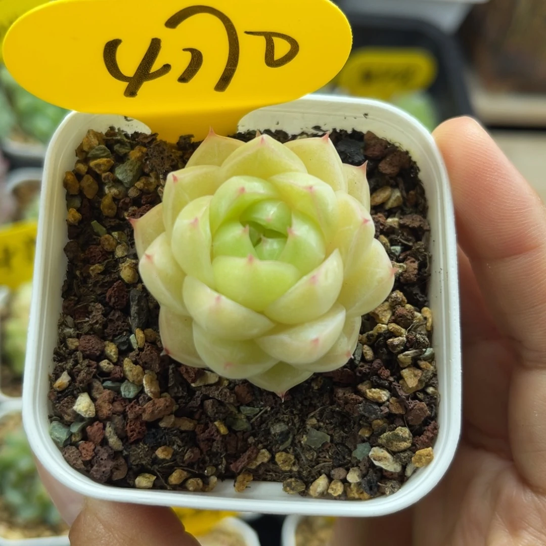 琉璃珍妮麦秆单头4170