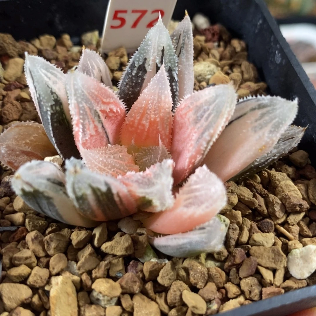 572糊斑白帝城锦，，，