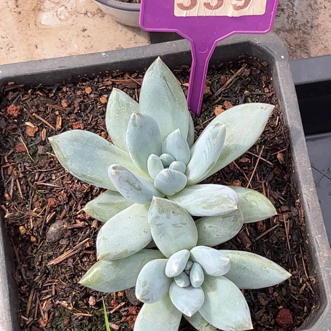 多肉植物伊丽莎白339