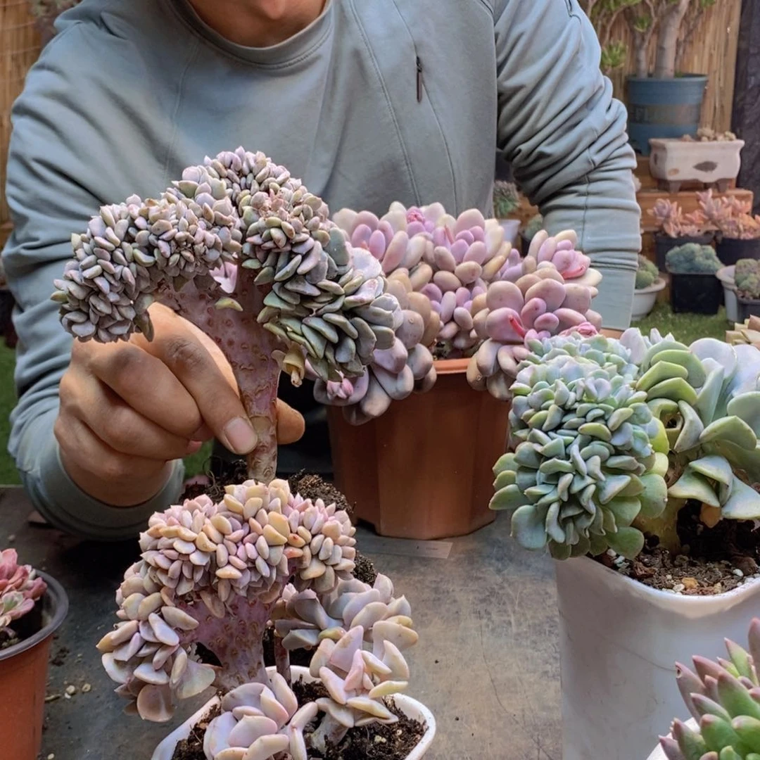 丹*?1雪精灵缀化多肉2颗