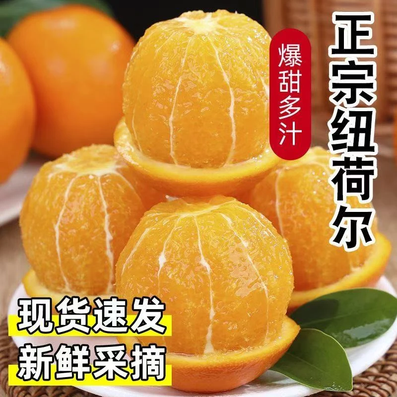 湖北正宗高山纽荷尔脐橙买五斤送五斤带箱10斤