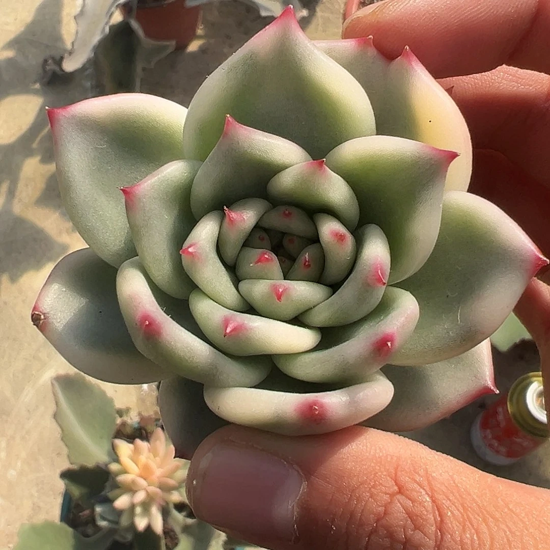 皮蛋锦多肉植物饭