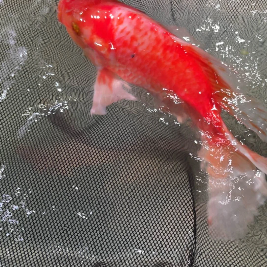 锦鲤锦鲤鱼蝴蝶鱼包邮