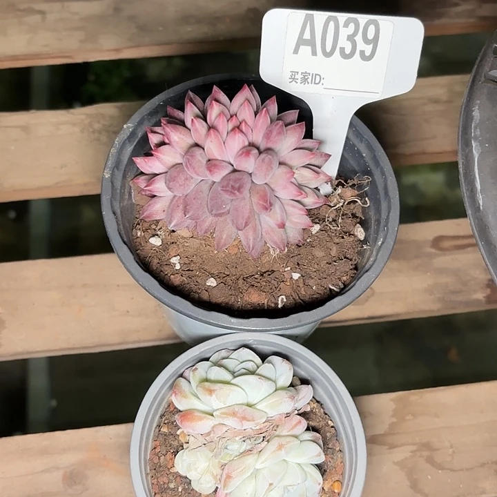 罗*岁车厘子一物一拍A039