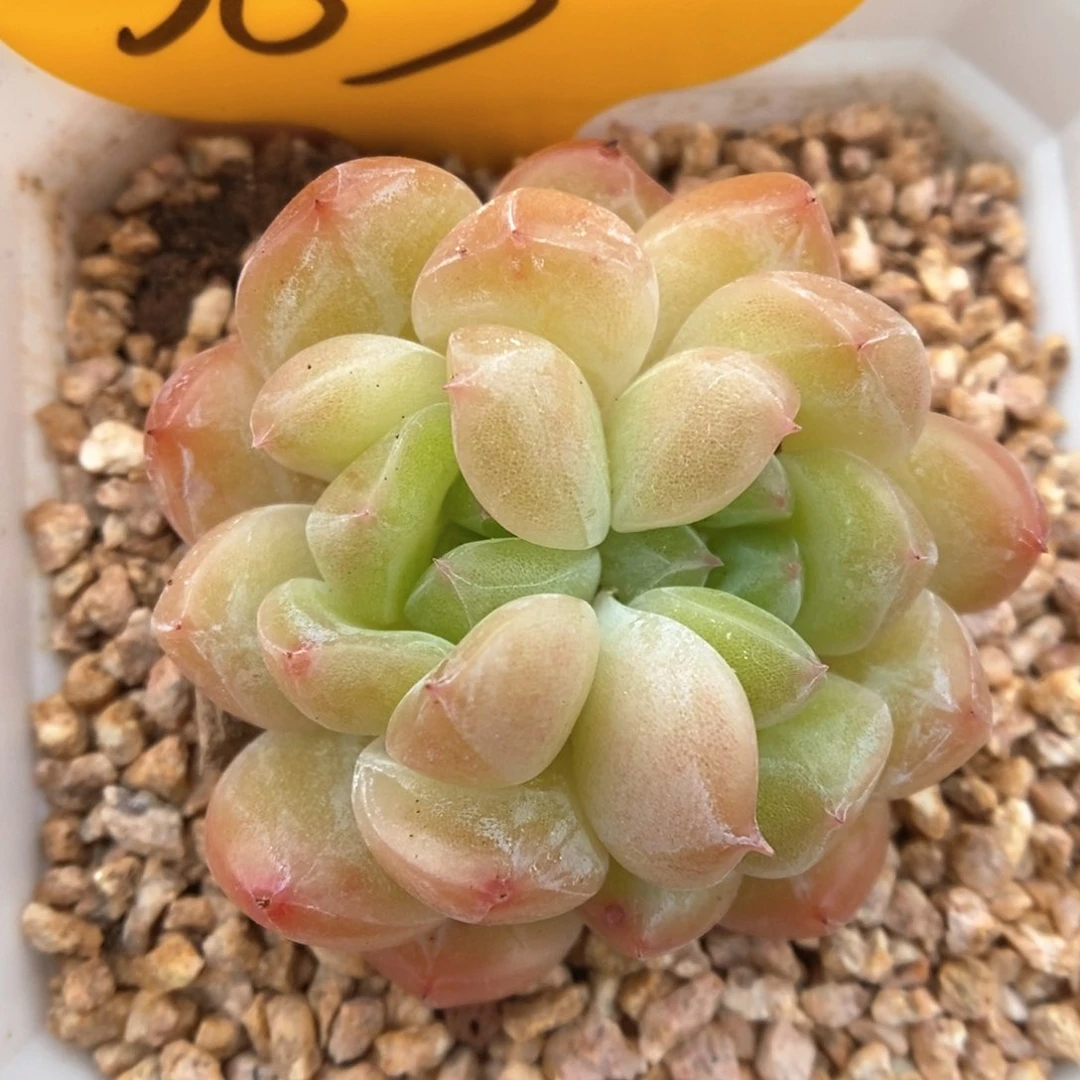 双心玄机363号。