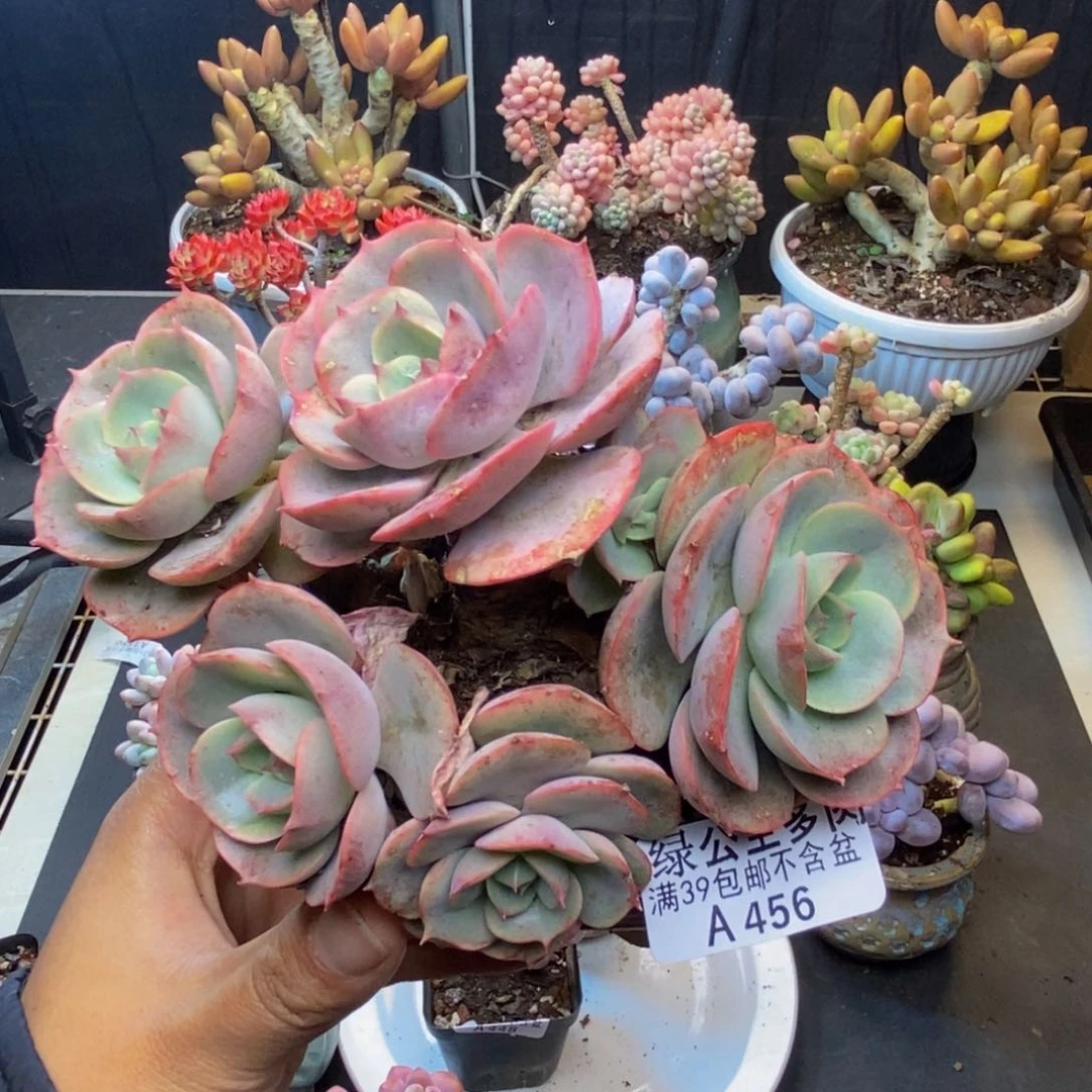 456蓝色苍露多肉12c m
