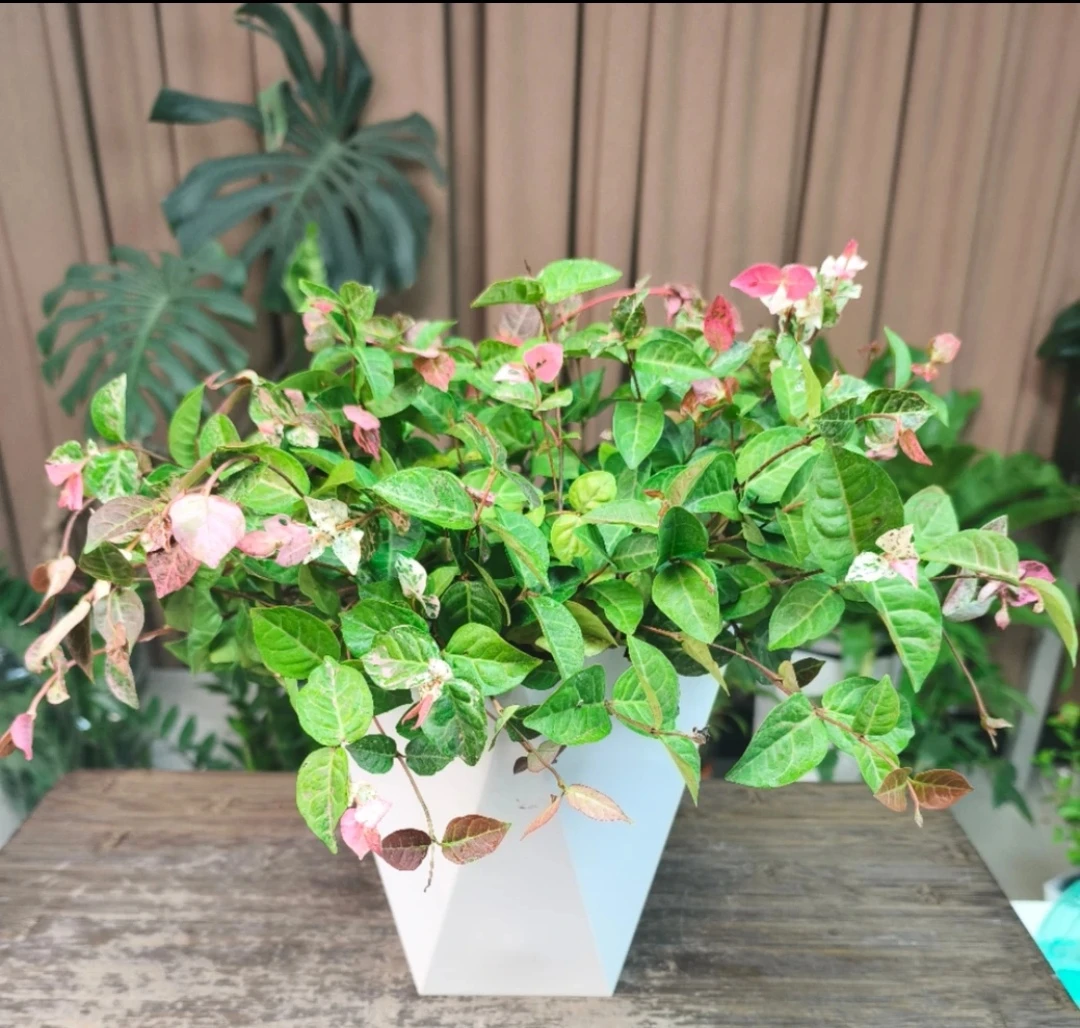 【新疆包邮】花叶络石盆栽耐热耐寒好养可垂吊爬藤适合室内外观赏