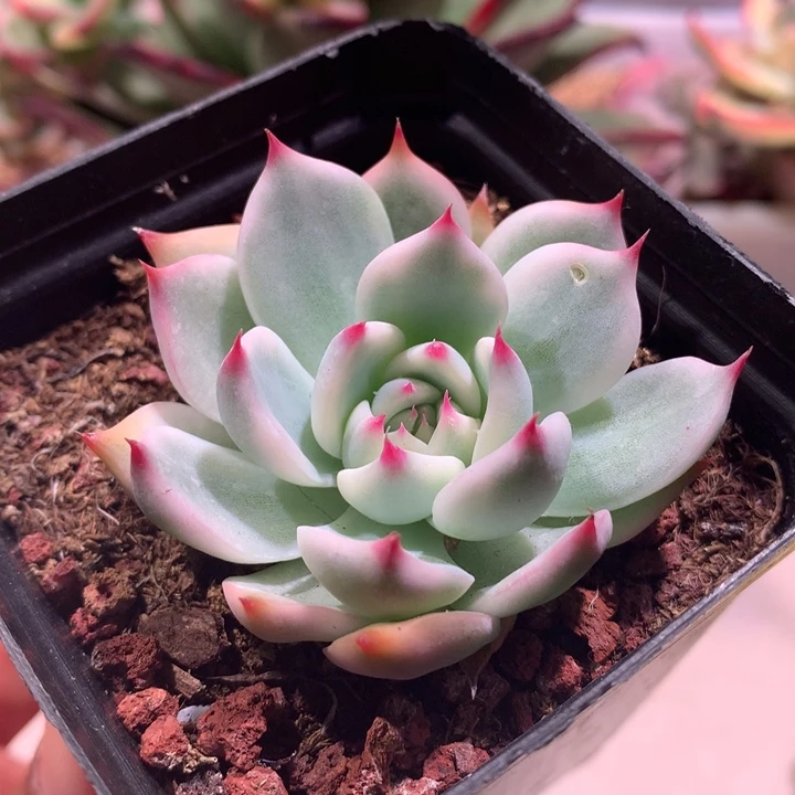 吉娃娃锦锦锦腹轮锦