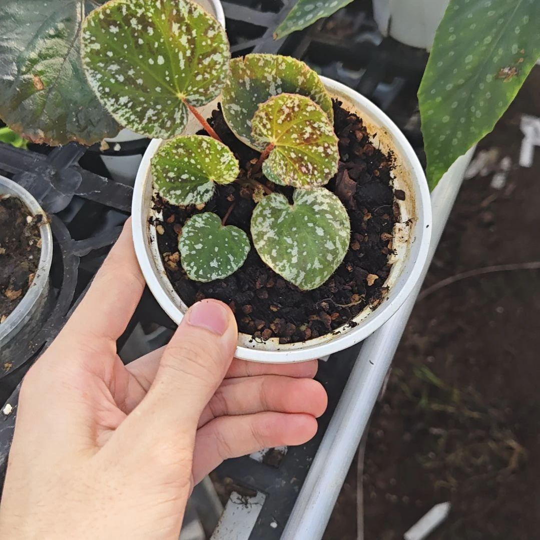 芝麻屑秋海棠一物一拍